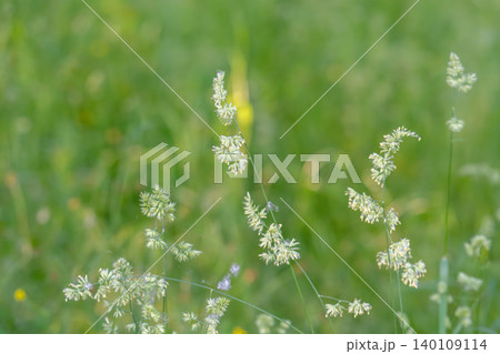 Beautiful green grass in a meadow Beautiful green grass in a meadow 140109114