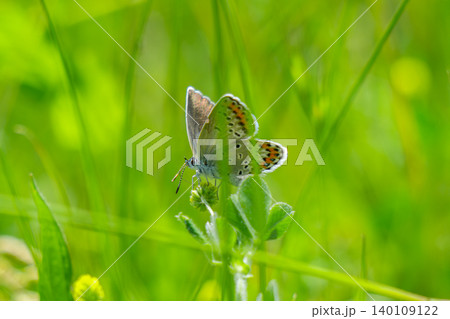 butterfly on green grass butterfly on green grass 140109122