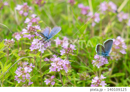 butterfly on green grass butterfly on green grass 140109125