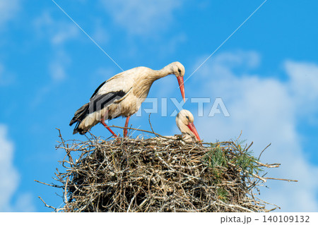 White storks on the nest. 140109132