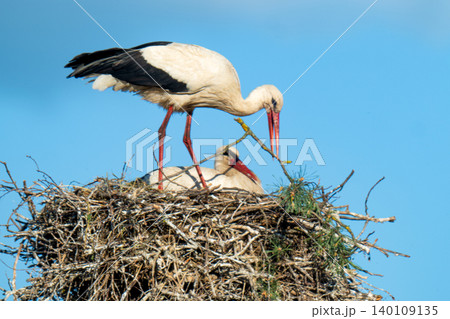 White storks on the nest. 140109135