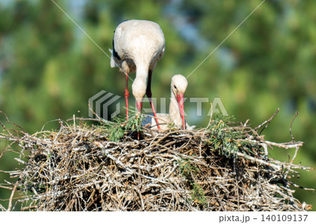 White storks on the nest. 140109137