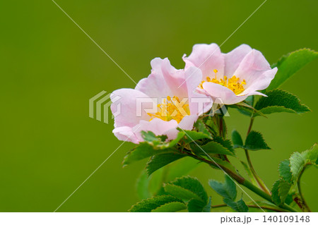 Dog Rose blossoms Dog Rose blossoms 140109148