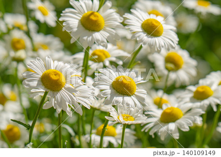 Macro details of white colored Daisy flowers 140109149