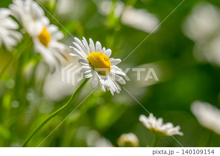 Macro details of white colored Daisy flowers 140109154
