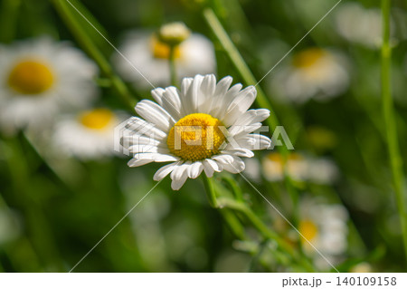 Macro details of white colored Daisy flowers 140109158