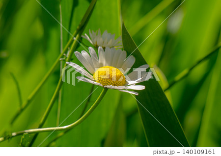 Macro details of white colored Daisy flowers 140109161