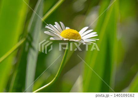 Macro details of white colored Daisy flowers Macro details of white colored Daisy flowers 140109162