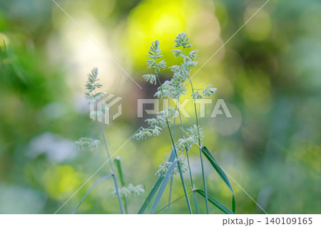 Beautiful green grass in a meadow Beautiful green grass in a meadow 140109165
