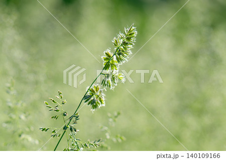 Beautiful green grass in a meadow 140109166