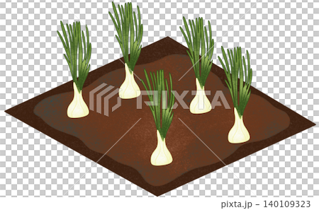spring onion field illustration 140109323