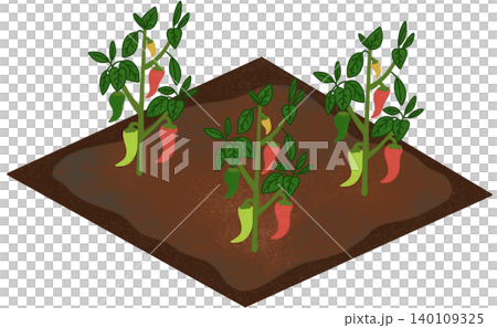 chili field illustration chili field illustration 140109325