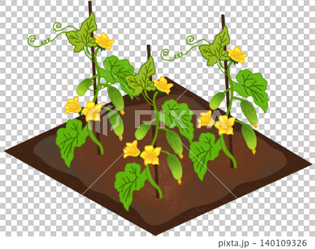 cucumber field illustration 140109326