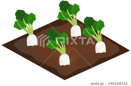 radish field illustration radish field illustration 140109332