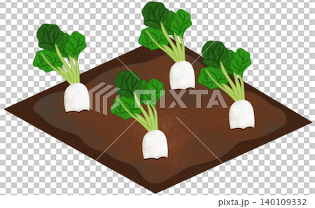 radish field illustration 140109332