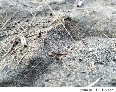 Natural Sand Texture with Dry Pine Needles Background Natural Sand Texture with Dry Pine Needles Background 140109472