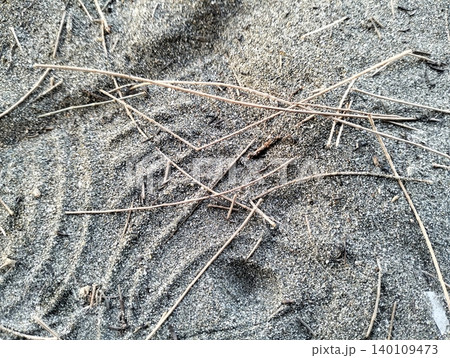 Natural Sand Texture with Dry Pine Needles Background 140109473