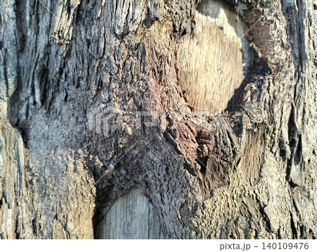 Tree Bark Texture Background Close Up Detail Tree Bark Texture Background Close Up Detail 140109476