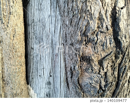 Tree Bark Texture Background Close Up Detail Tree Bark Texture Background Close Up Detail 140109477