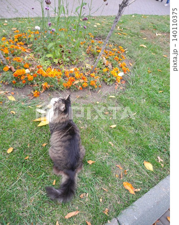 Top view of fluffy cat sitting on grass with orange flowers and early autumn golden leaves. Charming seasonal scene 140110375