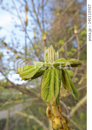Young horse chestnut leaves unfolding in warm spring sunlight vertical format 140110507