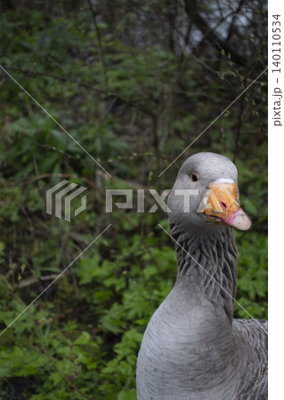 Close up portrait of greylag goose 140110534