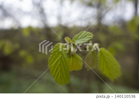 Fresh hazelnut tree leaves and buds closeup 140110536