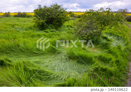 A beautiful wide-angle landscape photograph of a wild meadow with dramatically wind-swept long grass, captured in lush spring, early summer conditions. 140110622
