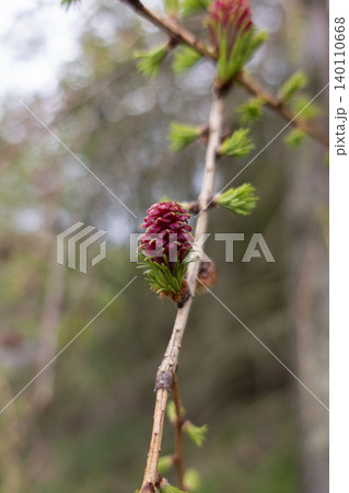 Red purple female larch cone on tree branch vertical format Red purple female larch cone on tree branch vertical format 140110668