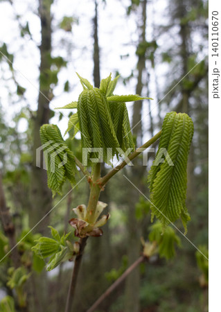 Young horse chestnut leaves unfolding in spring forest 140110670
