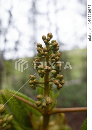 Unopened horse chestnut flower buds in early spring close up 140110671
