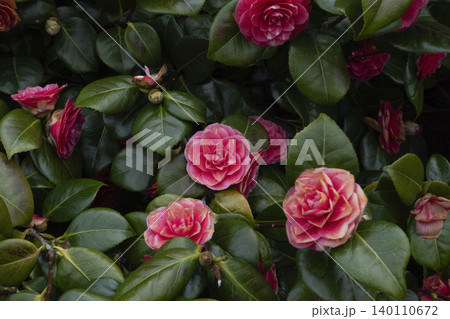 Blooming red camellia flowers with glossy green leaves as natural flowers background 140110672
