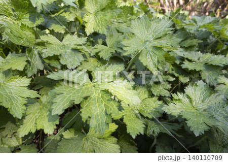 Lush green cranesbill leaves growing densely in a garden under bright daylight 140110709