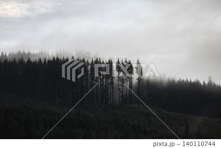 Foggy forest landscape with coniferous trees in mist 140110744