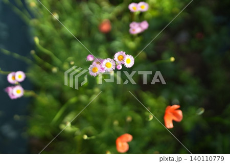 ハルジョオンの花 ハルジョオンの花 140110779