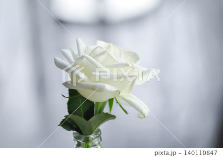 briosa rose , white rose or Garden roses , zaide rose or William Christie Rose or Mary Rose or Rosaceae or white rose in a vase 140110847