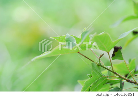 maple leaf, maple leaves or green leaf or Acer saccharum Marsh 140110851