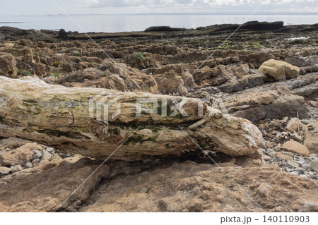 Weathered driftwood log on rocky coastline among calm seaside landscape 140110903