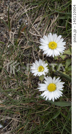 White daisy flowers growing in grass outdoors during springtime 140110904