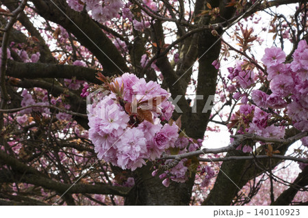 Beautiful pink cherry blossoms blooming on tree branches Beautiful pink cherry blossoms blooming on tree branches 140110923