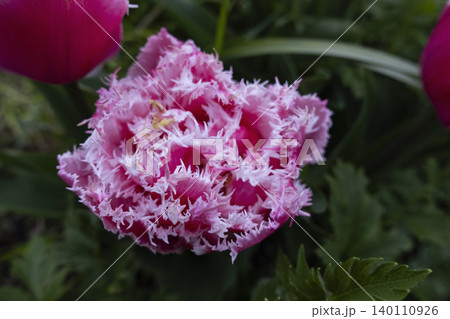 Close-up of a beautiful pink and white double fringed tulip flower blooming in a garden Close-up of a beautiful pink and white double fringed tulip flower blooming in a garden 140110926