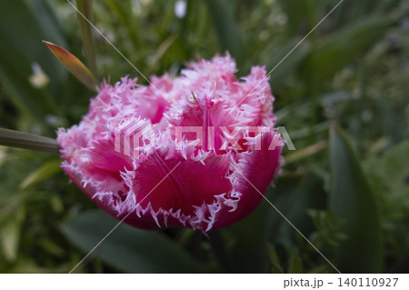 Close-up of a beautiful pink and white double fringed tulip flower blooming in a garden Close-up of a beautiful pink and white double fringed tulip flower blooming in a garden 140110927