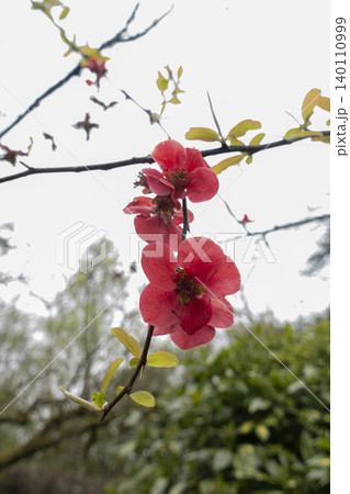 Flowering quince blossoms on branch 140110999