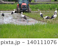 コウノトリの群れが農作業のトラクターを囲んで集まる春の田んぼの珍しい風景（人と自然の共生 ） 140111076