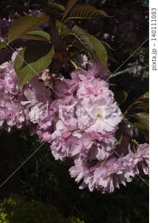 Pink cherry blossom flowers blooming on tree branch Pink cherry blossom flowers blooming on tree branch 140111083