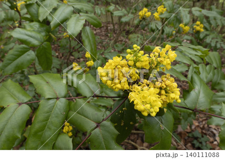 Oregon grape yellow flowers with green leaves in garden Oregon grape yellow flowers with green leaves in garden 140111088