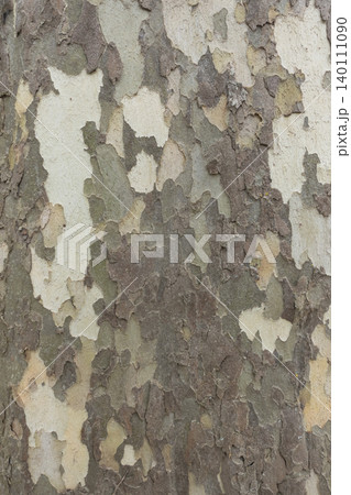 Detailed sycamore tree bark with peeling layers textured background Detailed sycamore tree bark with peeling layers textured background 140111090