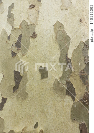 Detailed sycamore tree bark with peeling layers textured background Detailed sycamore tree bark with peeling layers textured background 140111093