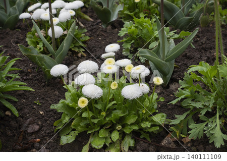 Bellis perennis daisies blooming in park Bellis perennis daisies blooming in park 140111109