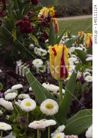 A fringed yellow and red tulip covered in morning dew drops blooming in a park garden surrounded by small white daisies A fringed yellow and red tulip covered in morning dew drops blooming in a park garden surrounded by small white daisies 140111124